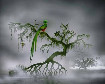 Didier Massard -&nbsp;L'Oiseau (The Bird)