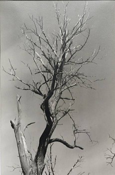 Alfred Stieglitz -&nbsp;Dead Chestnut, Lake George, New York