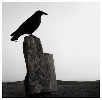 Susan Paulsen -&nbsp;Block Island, (bird sculpture)