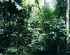 Thomas Struth, Paradise 6, Daintree/Australian
1998, Chromogenic print (color)