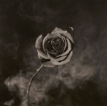 Robert Mapplethorpe -&nbsp;Rose with Smoke