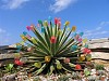 Ernesto Oroza, Untitled
2005, Chromogenic print (color)